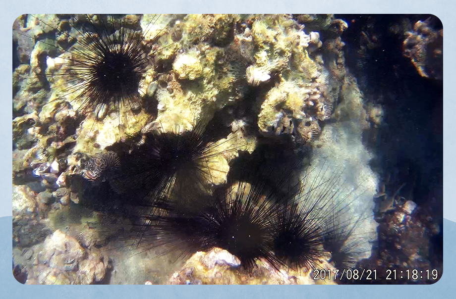 從照片中看到在珊瑚的旁邊經常有海膽出現